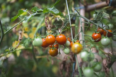 Olgun ve olgunlaşmamış domatesler sarmaşıkta büyüyor, yeşilden canlı turuncu ve kırmızı renge geçişi sergiliyor.