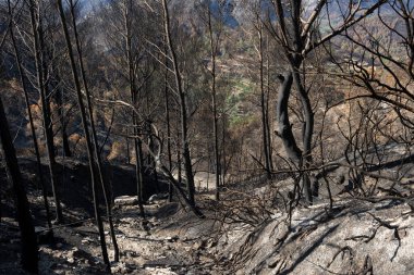 Kömürleşmiş manzara ve yıkıcı bir yangından sonra tepeyi kaplayan ağaçlar.