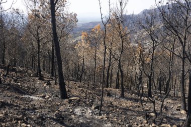 Yanan ağaçları ve zemini bir dağ yamacında gösteren yıkıcı bir yangından sonra