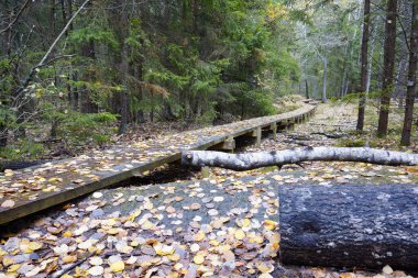 Orman boyunca ahşap yol