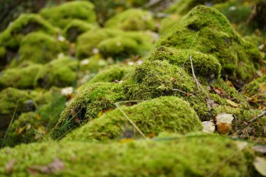 Beautiful Bright Green moss grown up cover the rough stones and on the floor in the forest clipart