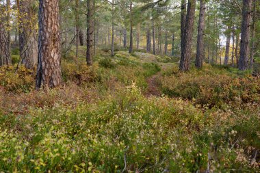 Orman boyunca ahşap yol