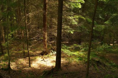 Idyllic ormanı yosunlu ormanlık altın ışınlar