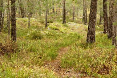 Orman boyunca ahşap yol