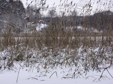 Kar ve kamışla kaplı kış manzarası