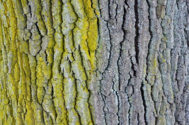 Meşe kabuğu dokusuna yakın çekim