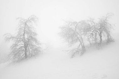 İki yapayalnız ağaç, yağan karla beyazlaşır.