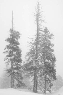 Yalnız ağaçlar, yağan karla beyazlaşır