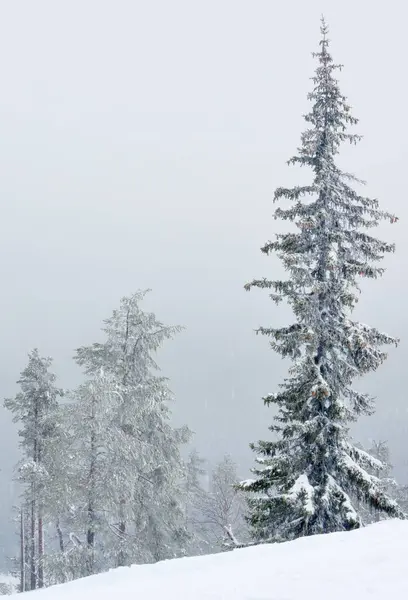 Lonely trees, whitened by falling snow