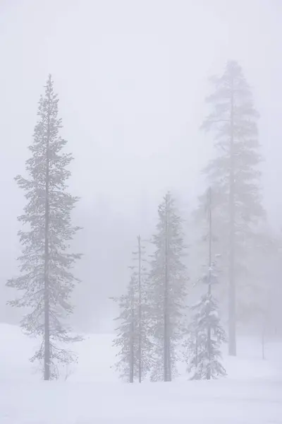Lonely trees, whitened by falling snow