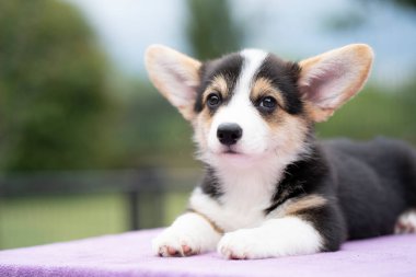 Köpek yavrusu Corgi 'yi yaz güneşli bir günde masada otururken kapat.