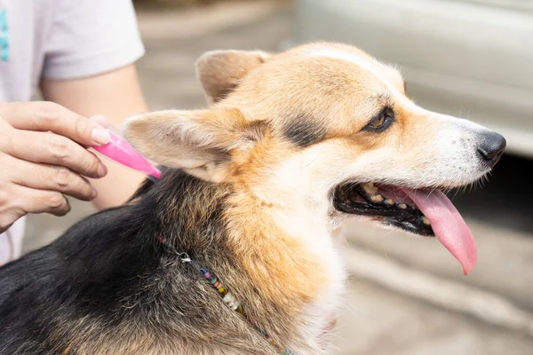 stock image Close up woman veterinary applying tick and flea prevention treatment and medicine to her dog or pet