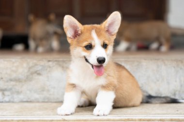 Köpek yavrusu Corgi 'yi yaz güneşli bir günde evde otururken kapat.