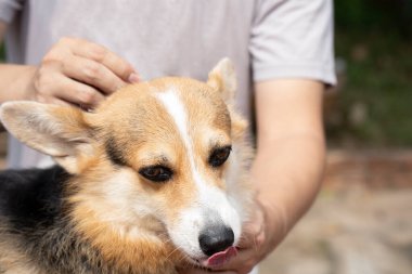 Köpeğine kene ve pire önleme tedavisi uygulayan veterineri kapatın.