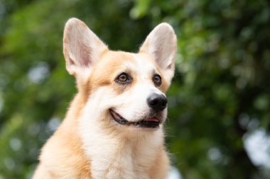 Kapatın Corgi Dog gülüşünü yaz güneşli günlerinde