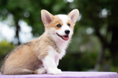 Kapatın Corgi Dog gülüşünü yaz güneşli günlerinde