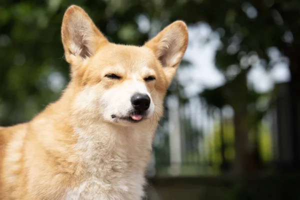 Крупним Планом Коргі Собака Посміхається Літній Сонячний День — стокове фото