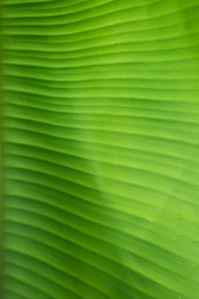 Primer Plano Hojas Palma Plátano Tropical Textura Fondo Verde Concepto — Foto de Stock