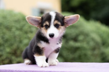 Köpek yavrusu Corgi 'yi yaz güneşli bir günde masada otururken kapat.