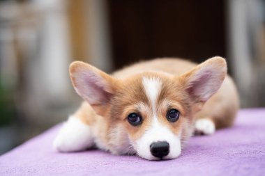 Güneşli yaz gününde köpek yavrusu Corgi 'yi kapat.