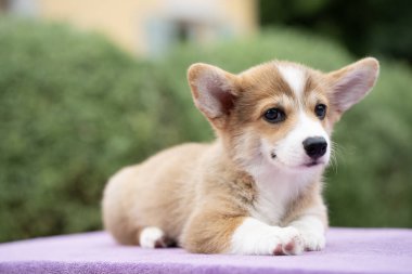 Güneşli yaz gününde köpek yavrusu Corgi 'yi kapat.