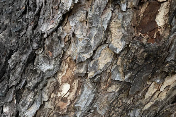 Ξηρά Υφή Φλοιού Δένδρου Και Φόντο Έννοια Της Φύσης — Φωτογραφία Αρχείου