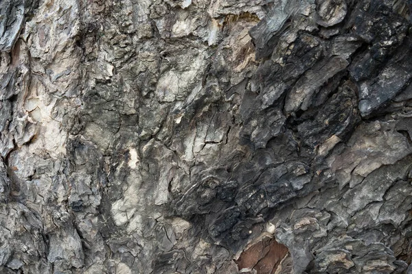 Textur Und Hintergrund Der Trockenen Baumrinde Naturkonzept — Stockfoto