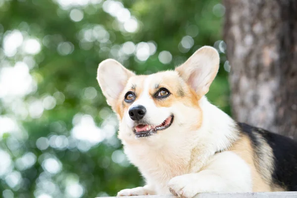 Corgi Pies Siedzi Stole Letni Słoneczny Dzień Zbliżenie — Zdjęcie stockowe