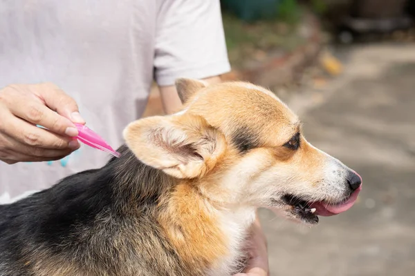 Close Man Applying Tick Flea Prevention Treatment Medicine His Dog — Stockfoto
