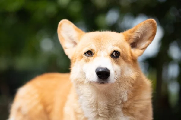 Corgi Pies Trawie Letni Słoneczny Dzień — Zdjęcie stockowe
