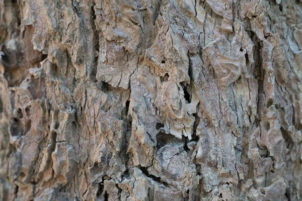 Árvore Seca Casca Textura Fundo Conceito Natureza — Fotografia de Stock