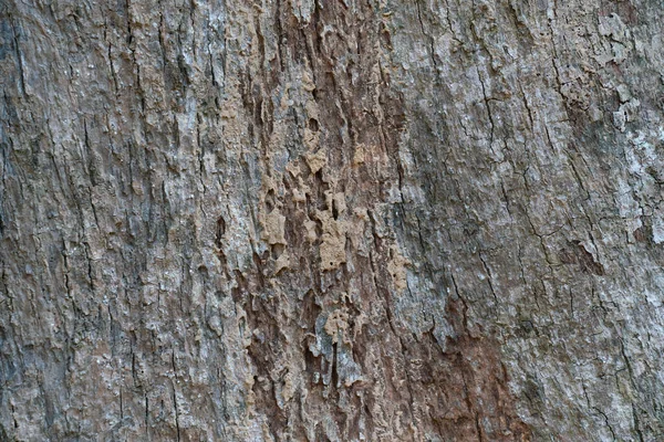 Textur Und Hintergrund Der Trockenen Baumrinde Naturkonzept — Stockfoto