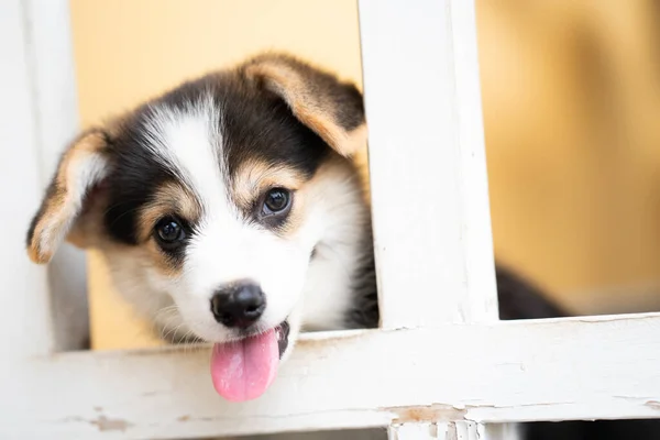 Close Corgi Dog Puppy House Background Summer Sunny Day — Stock Photo, Image