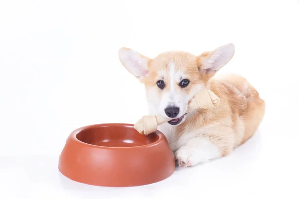 Corgi Pies Jedzący Karmę Dla Psów Izolowane Białym Tle — Zdjęcie stockowe
