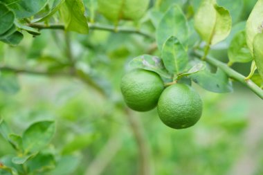 Ağaç dalından taze limonu kapat 