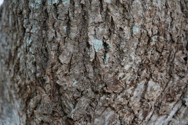 干树皮质感和背景 自然概念 — 图库照片