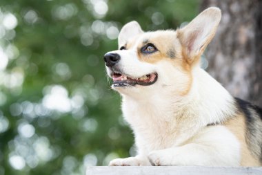 Yazın güneşli bir günde masada Corgi köpeği