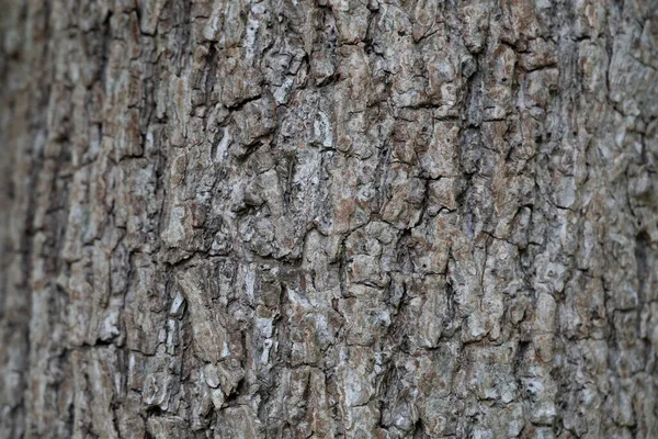 Dry Tree Bark Texture Background Nature Concept — Stock Photo, Image