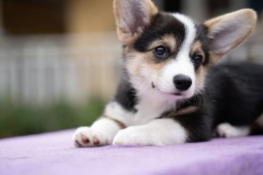 Yavru köpek yaz güneşli bir günde masada oturuyor, hayvan konsepti.