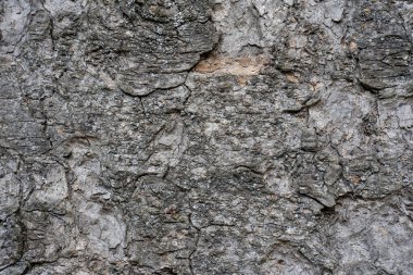 Kuru ağaç kabuğu dokusu ve arka plan, doğa kavramı