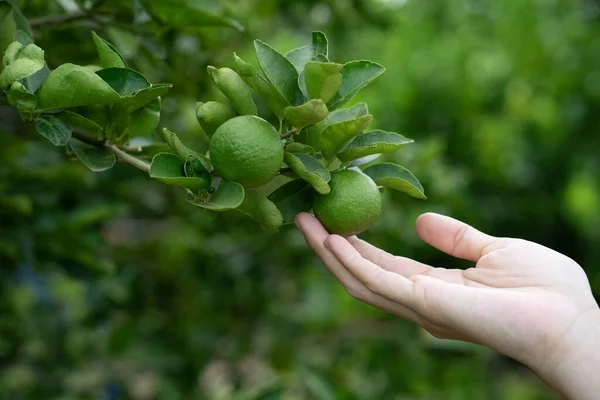 Hand holding fresh lemon from tree branch, harvest agriculture concept.