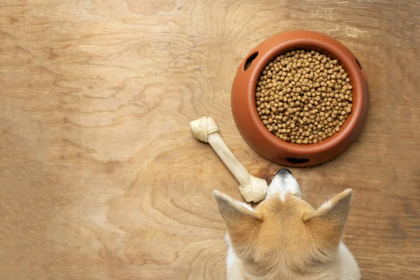 corgi dog eating dog food in a bowl