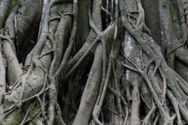 Ağaç dokusu ve arka planının köklerini kapat, orman kavramının doğası.