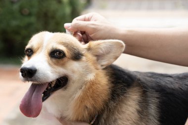 Corgi köpeği ya da evcil hayvanına kene ve pire önleme tedavisi uygulayan bir kadın.