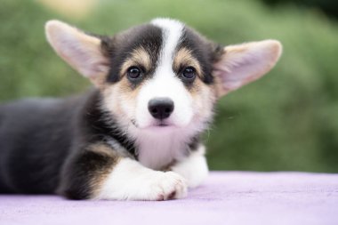 Köpek yavrusu Corgi yaz güneşli bir günde masada oturuyor..
