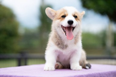 Köpek yavrusu Corgi yaz güneşli bir günde masada oturuyor.