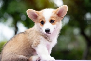 Köpek yavrusu Corgi yaz güneşli bir günde masada oturuyor..