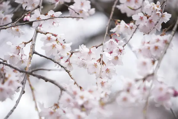 Nahaufnahme Weißer Und Rosa Sakura Blüten Auf Einem Zweig Natur lizenzfreie Stockbilder