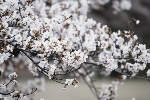 Nahaufnahme Weißer Sakura Blüten Auf Einem Zweig Natur Jaapan Konzept Stockbild