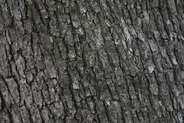 Textur Und Hintergrund Der Trockenen Baumrinde Naturkonzept Stockbild